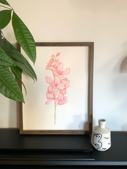 Orchid Love
